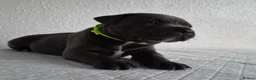 Staffordshire Bull Terrier dogs for sale: KC Registered Staffordshire Bull Terrier Puppies - Advert 12