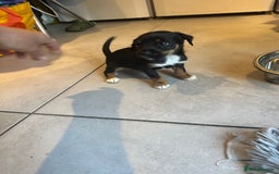 Jack Russell dogs for sale: Traditional pure jackrussell puppies  - Image 8