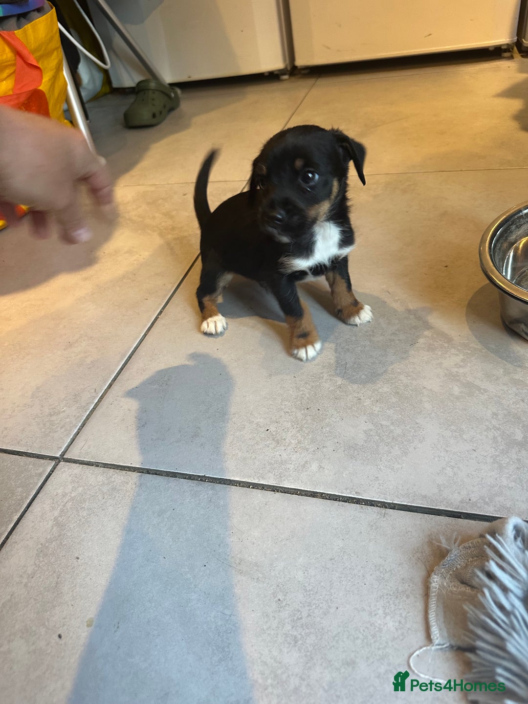 Jack Russell dogs for sale: Traditional pure jackrussell puppies  - Image 8