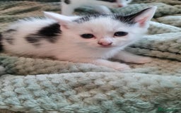 Mixed Breed cats for sale: Kittens - Image 6