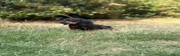 Mixed Breed dogs for sale: 🐾 Mini Bassets 🐾 - Advert 24