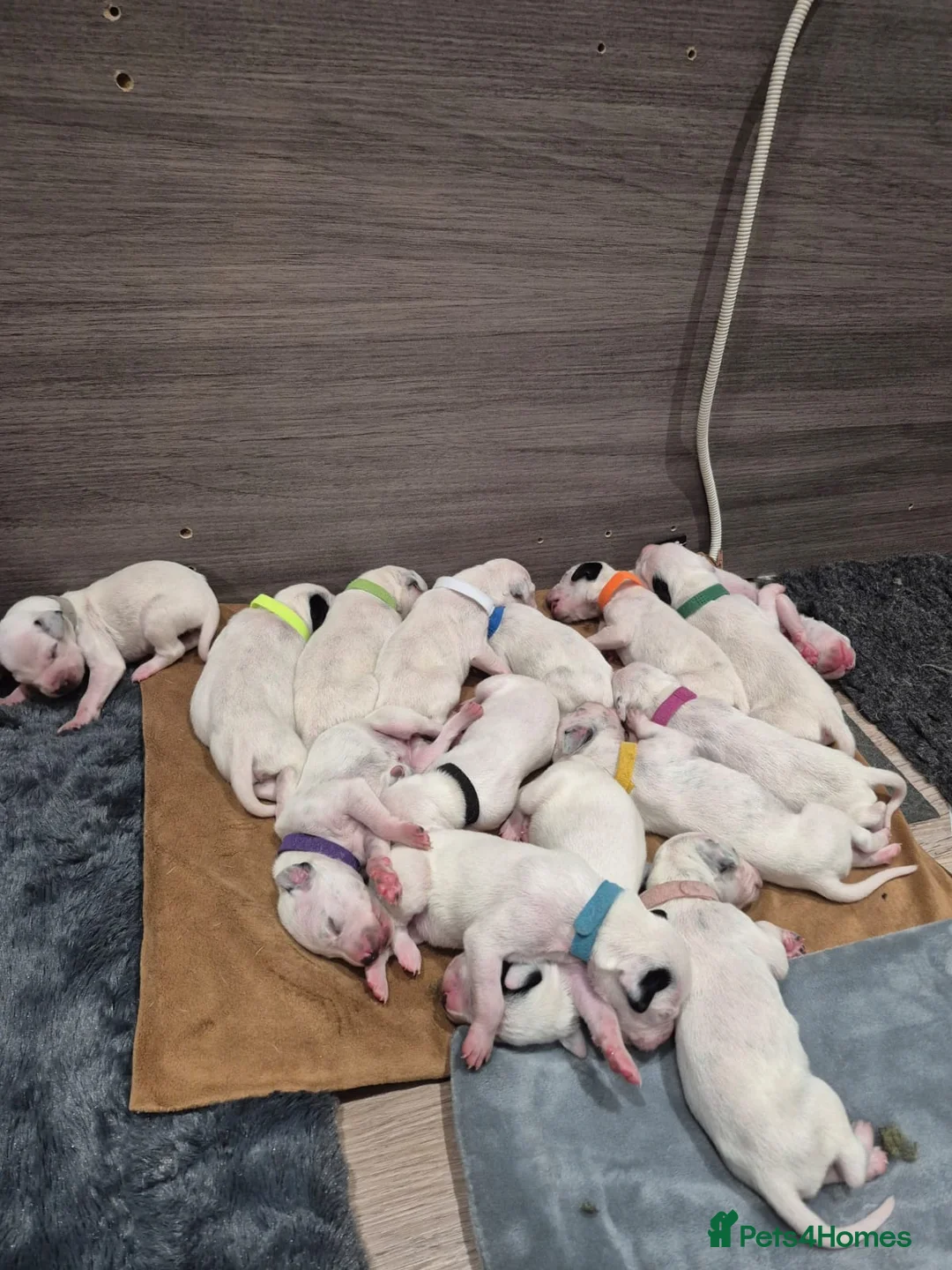 Dalmatian dogs for stud: Kc Baer tested stud sperm tested for quality  - Advert 2