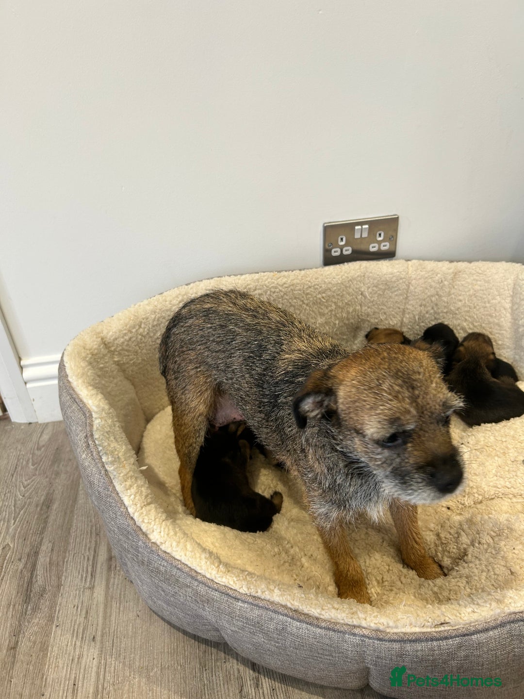 Border Terrier dogs for sale: Slem clear Kc registered Border terrier puppies - Advert 3