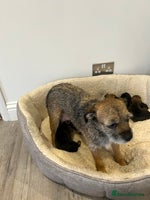 Border Terrier dogs Slem clear Kc registered Border terrier puppies - Advert 4