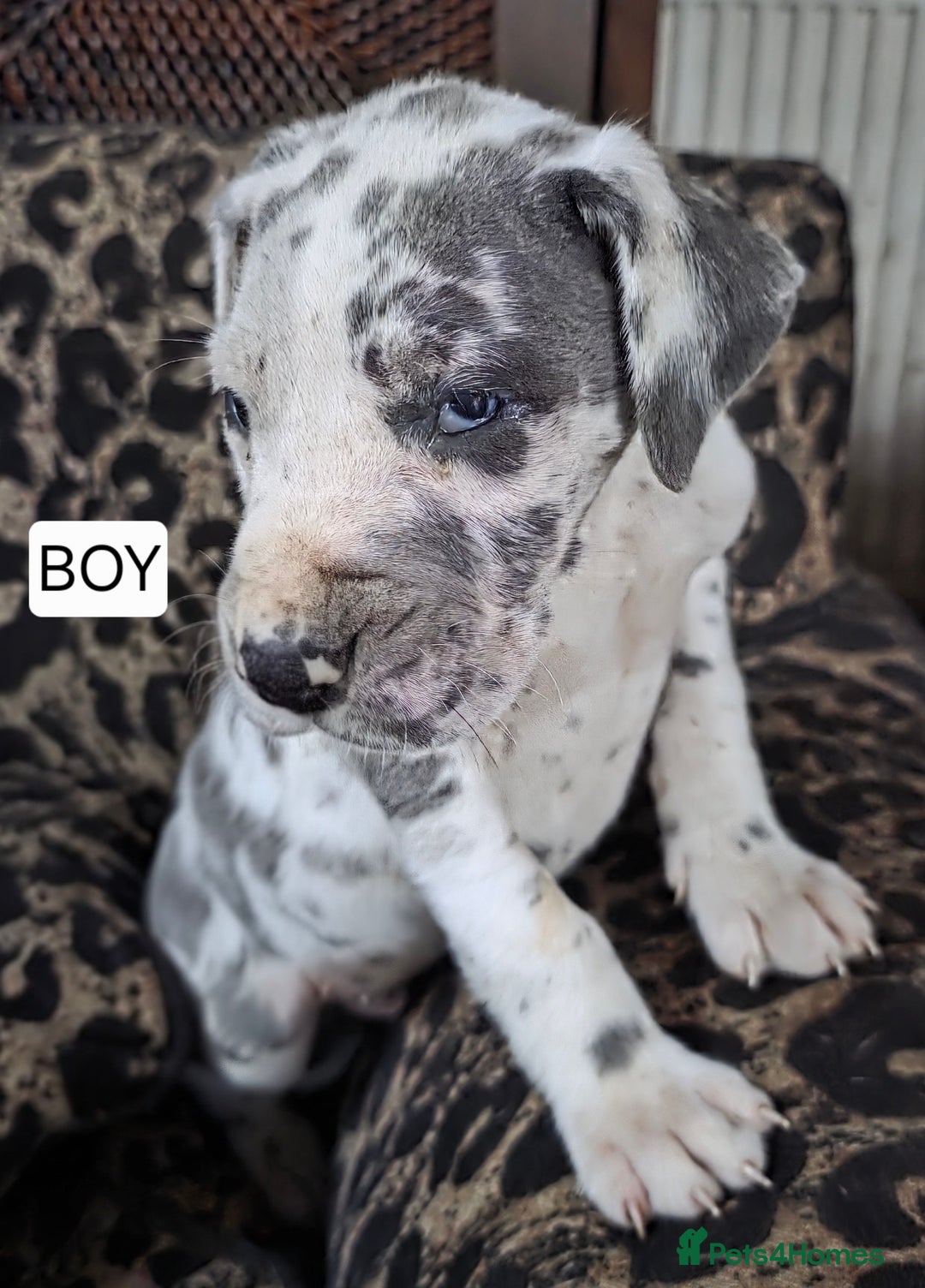 Great Dane dogs for sale: Great dane puppies for sale  in Brentwood - Image 4