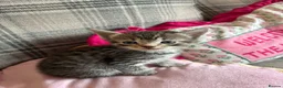 Bengal cats for sale: Beautiful Bengal kittens for sale in Chesterfield - Advert 11