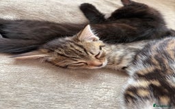 Domestic Shorthair cats for sale: 3 females - Image 1