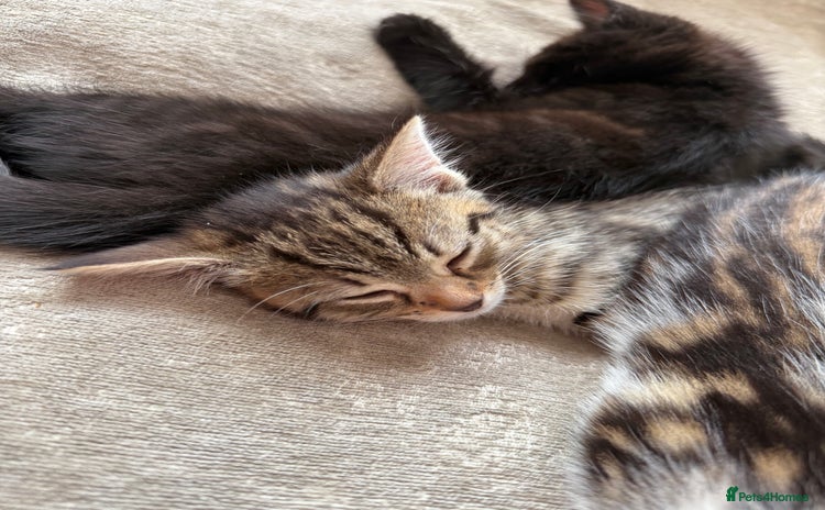 Domestic Shorthair cats - Advert 11