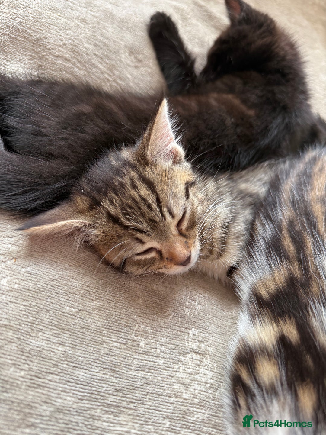 Domestic Shorthair cats for sale: 3 females - Image 1