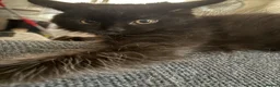 Ragcoon cats for sale: Ragcoon - Advert 4