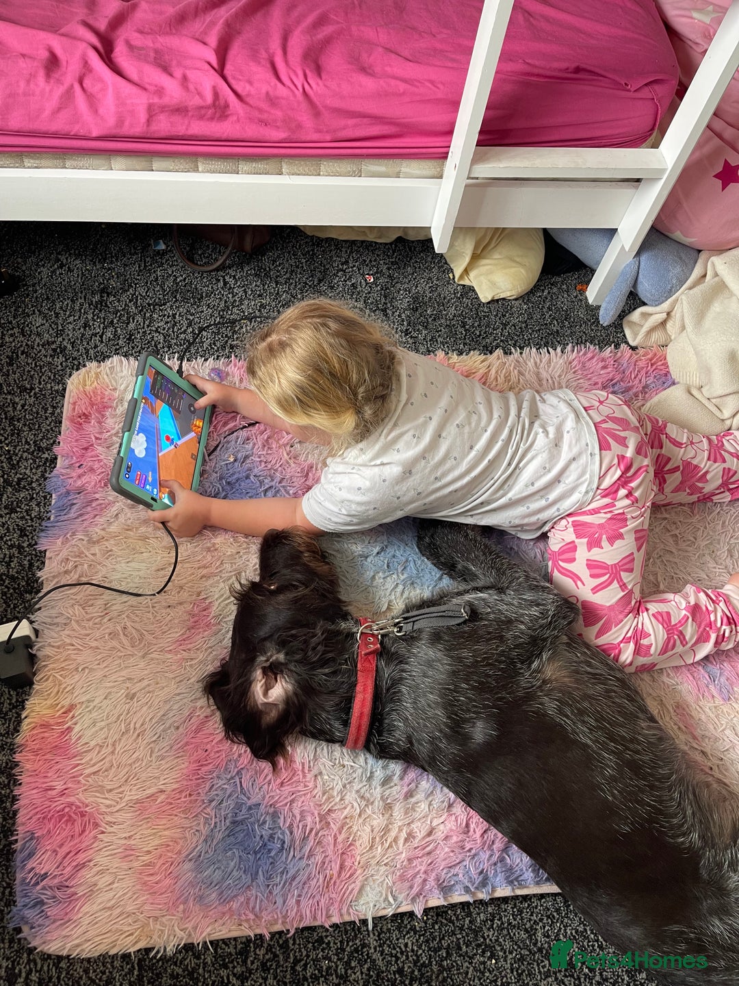 German Wirehaired Pointer dogs for sale: Wonderful family dog in York - Advert 4