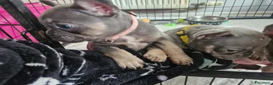 French Bulldog Puppy 4