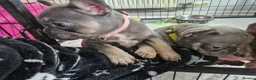 French Bulldog dogs for sale: French bulldog pups in Ballymena - Advert 5