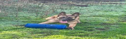 Belgian Shepherd Dog dogs for sale: 8 Month Old Mali/Dutch Female Pup BRN 56036 - Advert 3
