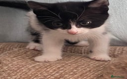 Mixed Breed cats for sale: 7 beautiful kittens - Image 10