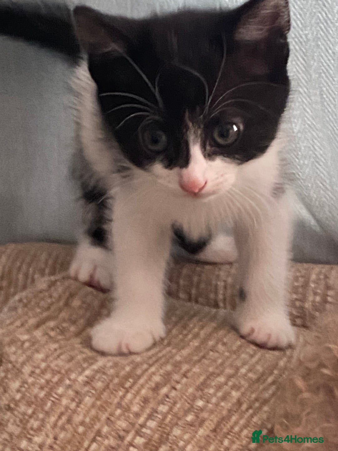 Mixed Breed cats for sale: 7 beautiful kittens - Image 10