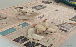 West Highland Terrier dogs for sale: WEST HIGHLAND DAXIE'S - Image 3