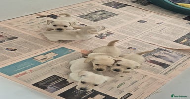 West Highland Terrier dogs - Advert 1