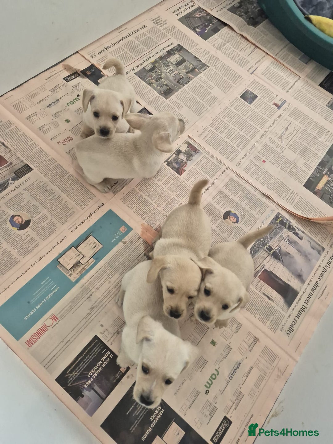 West Highland Terrier dogs for sale: WEST HIGHLAND DAXIE'S - Image 3