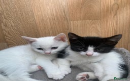 Mixed Breed cats for sale: Last two cuddly kittens - Image 5