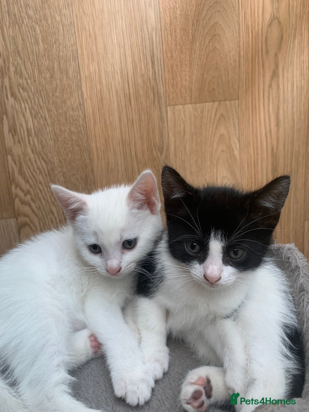 Mixed Breed cats for sale: Last two cuddly kittens - Image 5