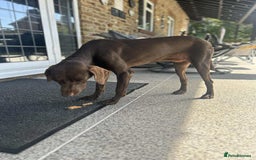 Mixed Breed dogs for adoption: Grace – a quiet, gentle soul needs forever home  - Image 12