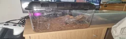 Tarantulas invertebrates for sale: Blue island Baboon Tarantula in Basingstoke - Advert 2