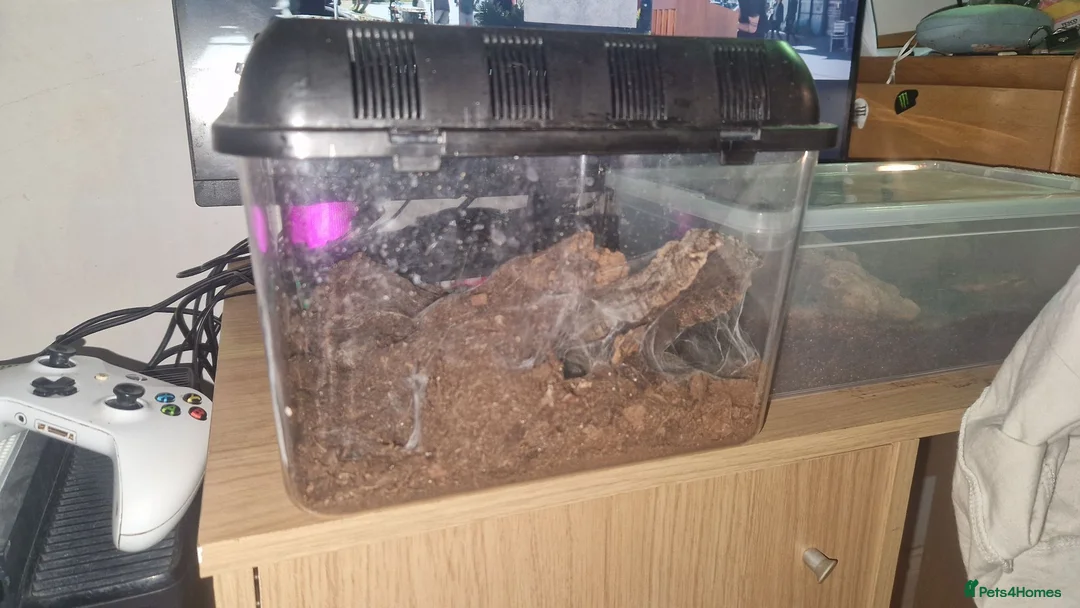 Tarantulas invertebrates for sale: Blue island Baboon Tarantula in Basingstoke - Advert 2