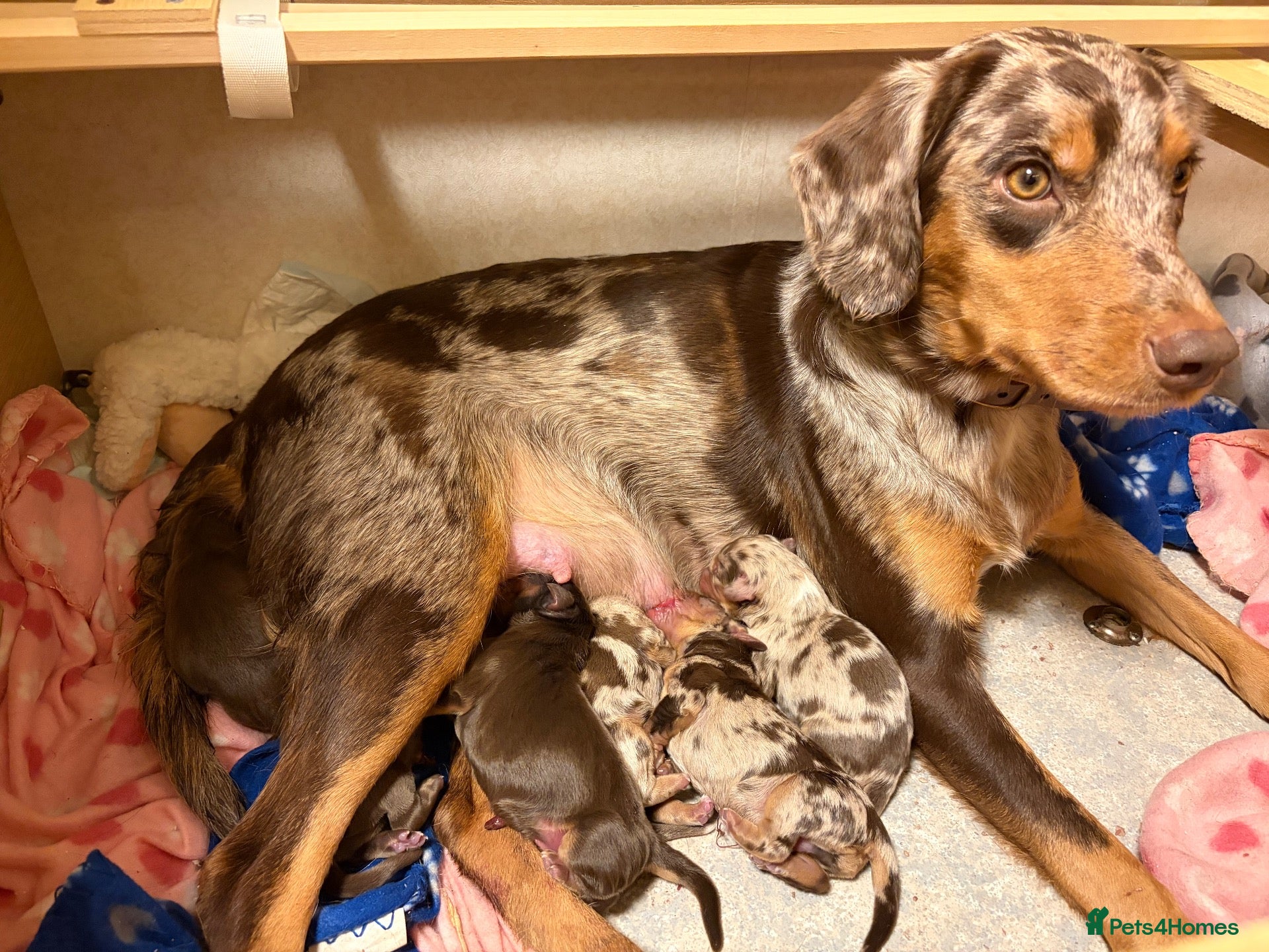 Mixed Breed dogs HAZEL’S PUPPIES ARE HERE  - Advert 6