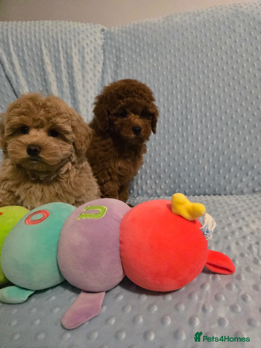 Maltipoo dogs for sale: Maltipoo  - Advert 2