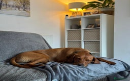 Labrador Retriever dogs for sale: FOX RED LABRADORS OUTSTANDING HEALTH 280 PLUS DNA - Image 14