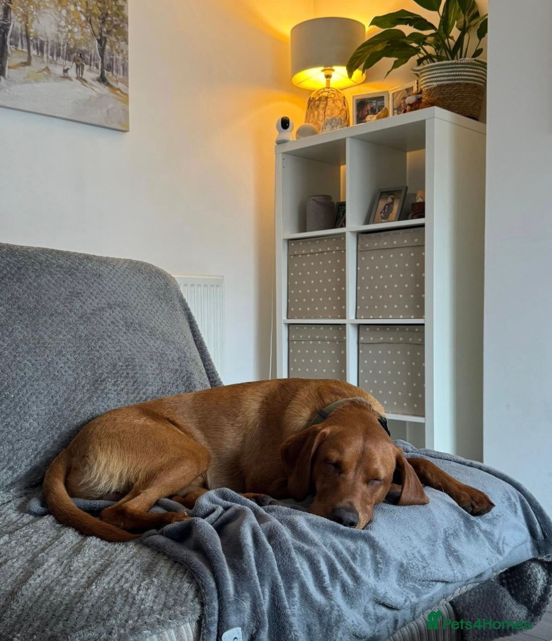 Labrador Retriever dogs for sale: FOX RED LABRADORS OUTSTANDING HEALTH 280 PLUS DNA - Image 14