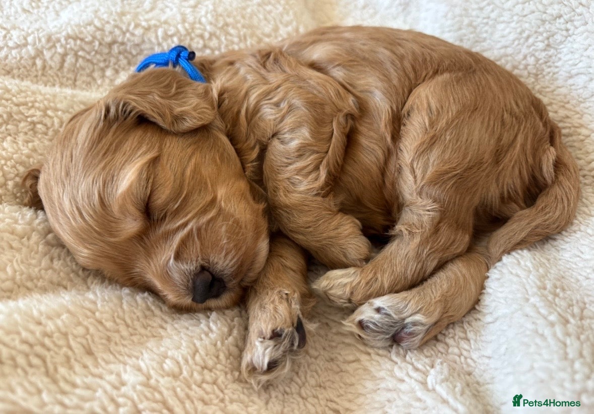 Cockapoo dogs Cockapoo Puppies - Advert 2