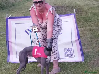 Whippet dogs Morse - Advert 5