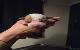 American Bulldog dogs for sale: American bulldog puppies  - Image 7