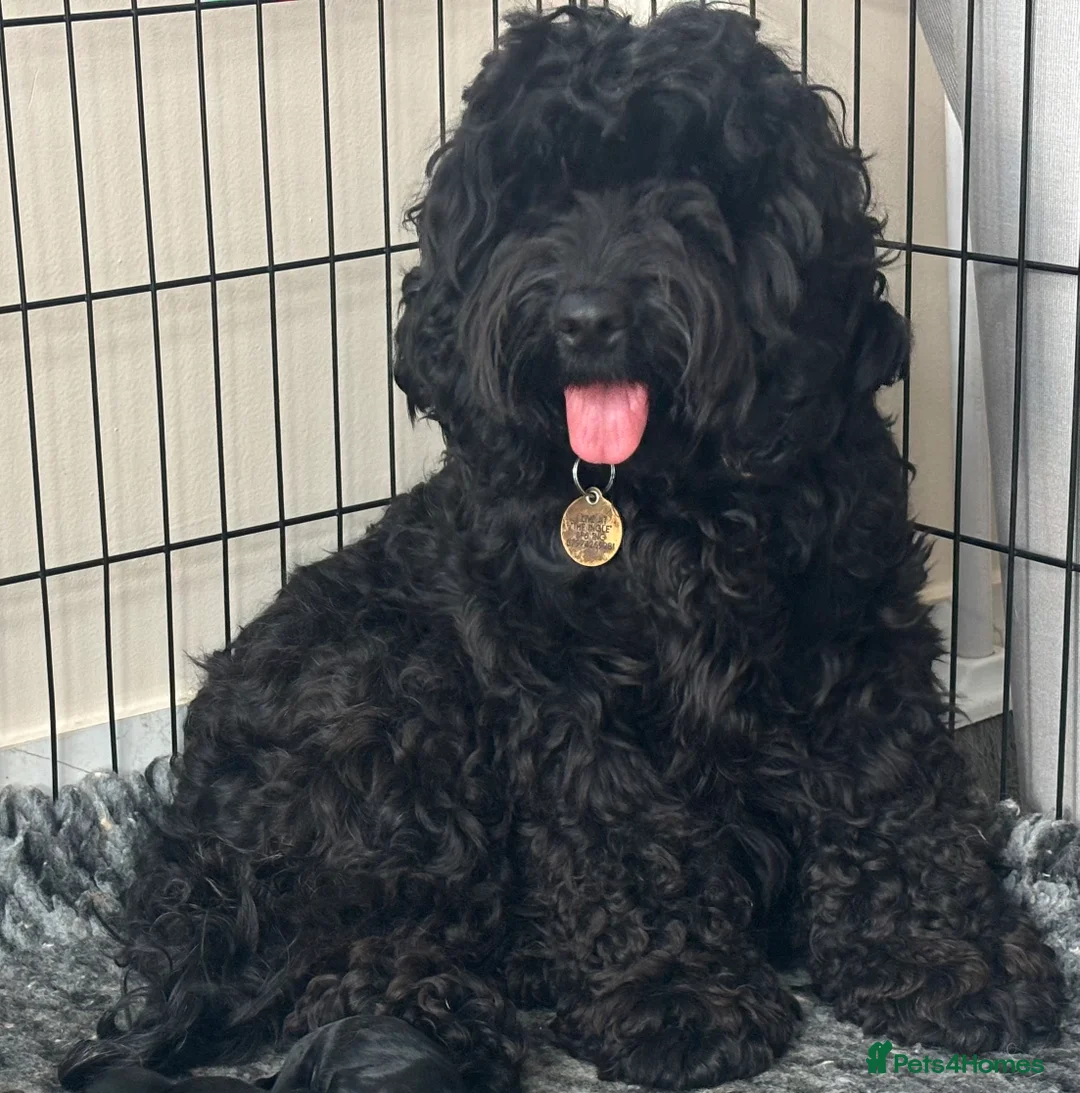 Cockapoo dogs for sale: ‼️ Attention Please ‼️ - Advert 27