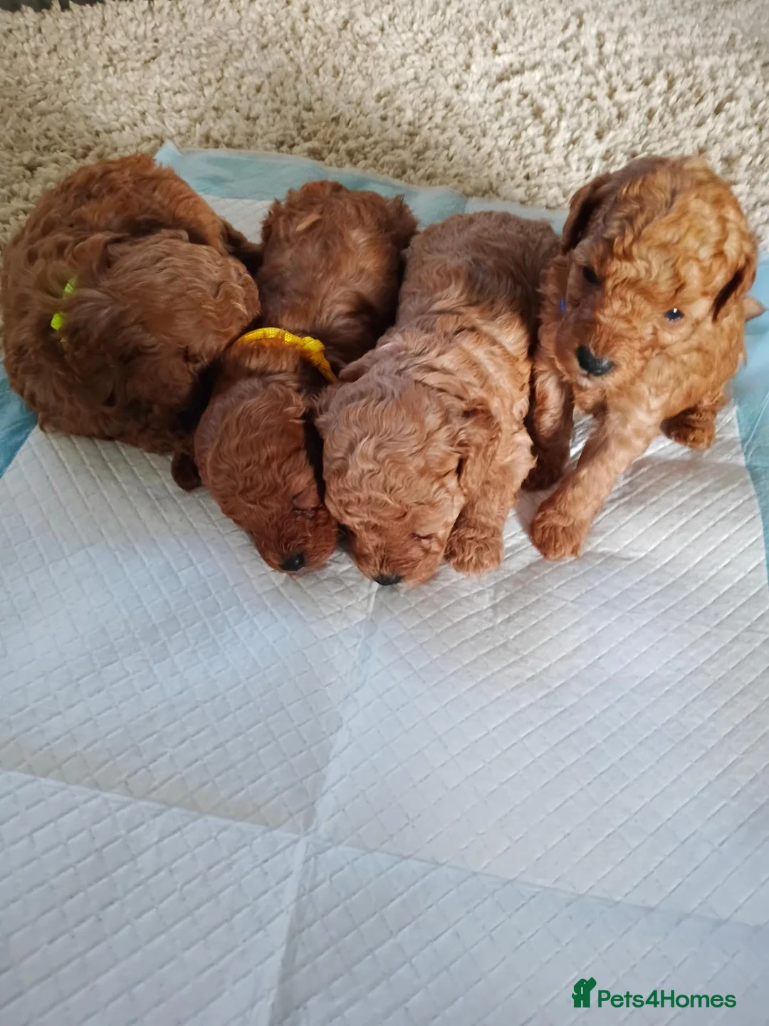 Toy Poodle dogs for sale: Tiny red toy poodles  - Advert 2