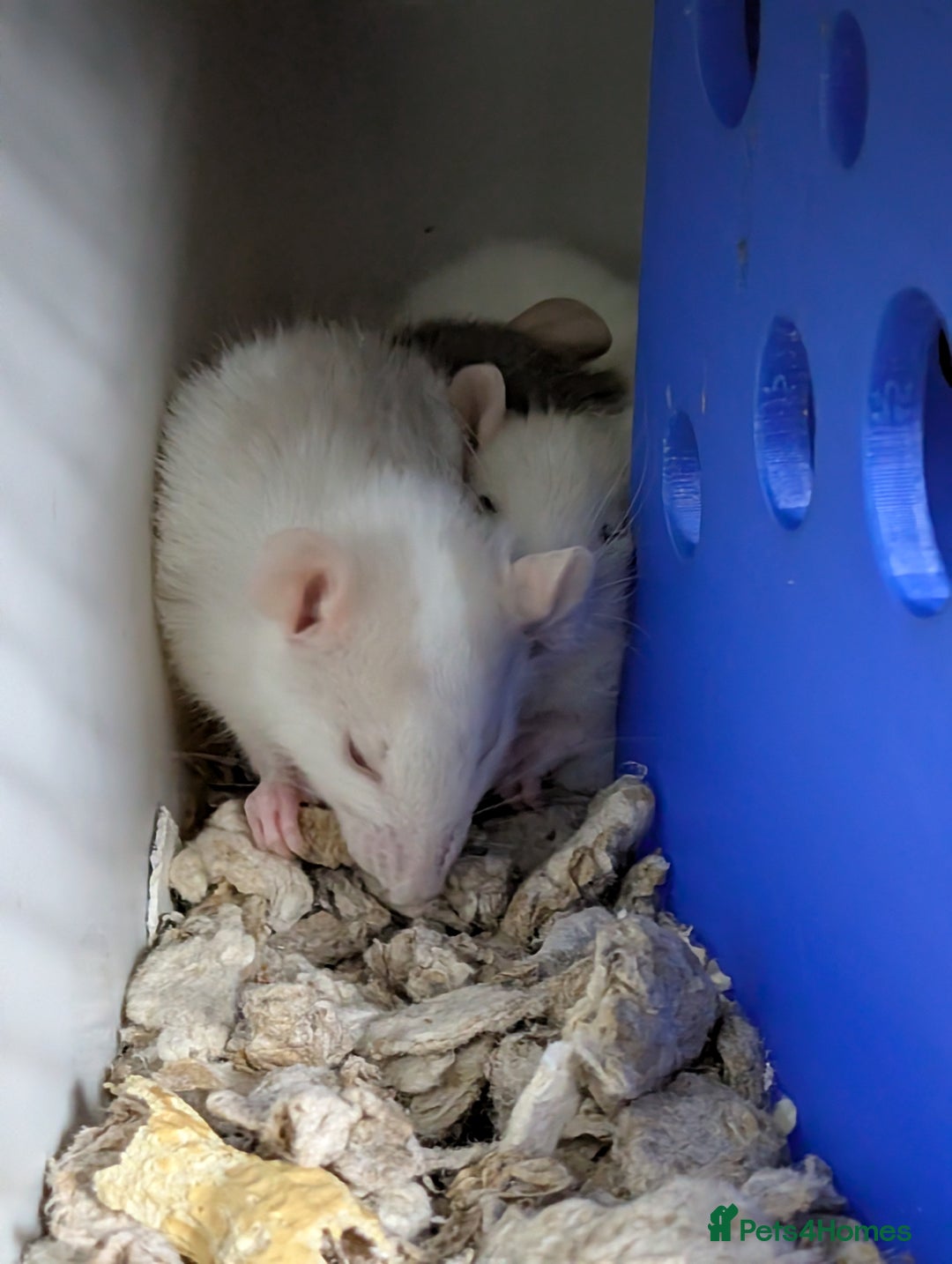 Rat rodents for sale: Adorable Baby Rats, ready from 16 January. - Advert 5