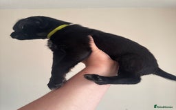 Mixed Breed dogs for sale: 6 Female Puppies  - Image 8