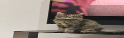 Maine Coon cats for sale: Mainecoone female kitten  in Romford - Advert 4