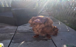 Cocker Spaniel dogs for sale: Fox red cocker male  - Image 3
