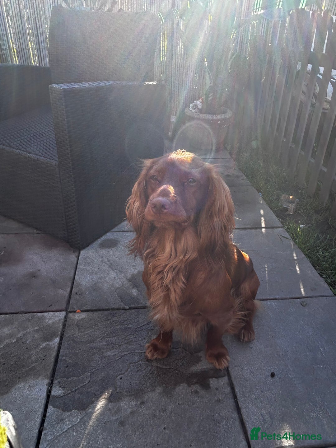 Cocker Spaniel dogs for sale: Fox red cocker male  - Image 3