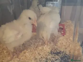 Chickens poultry White star chicks - Advert 3