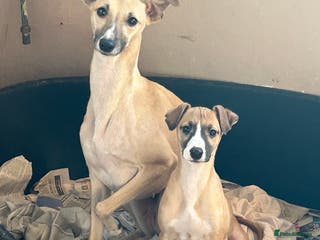 Whippet dogs Male puppy available Full pedigree and kc reg - Advert 14