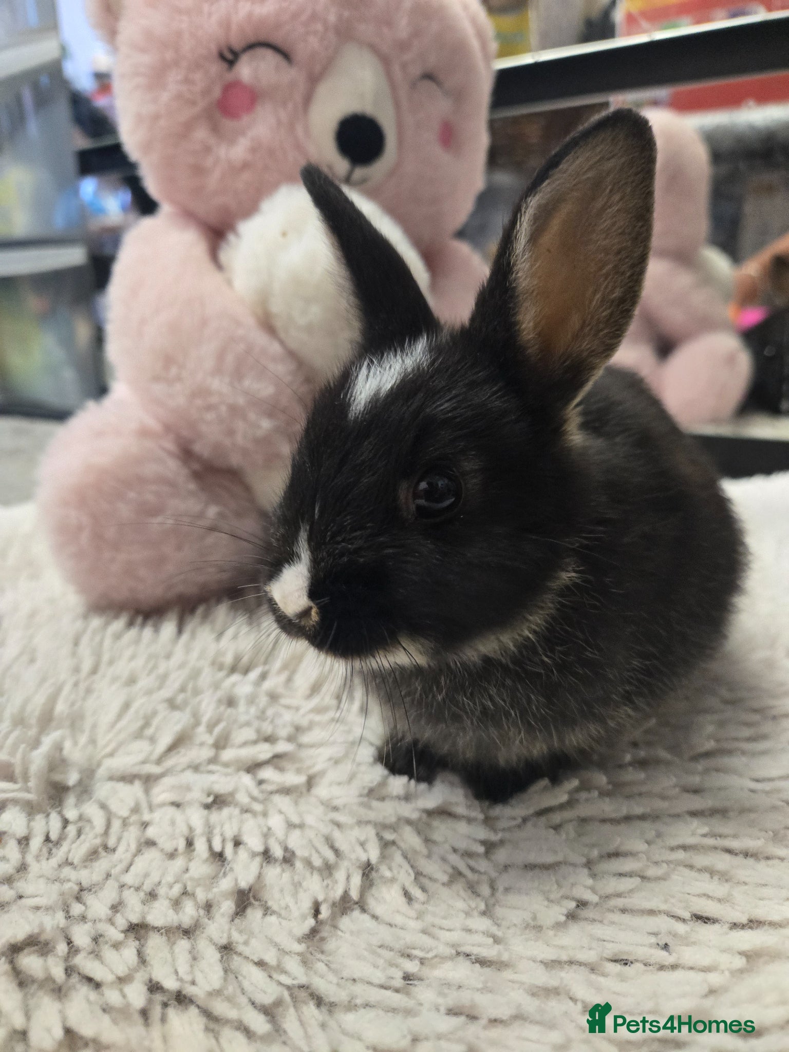 Lionhead rabbits Cutest Pure lionhead..  - Advert 1