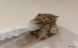 Mixed Breed cats for sale: Gorgeous kittens READY NOW - Image 2