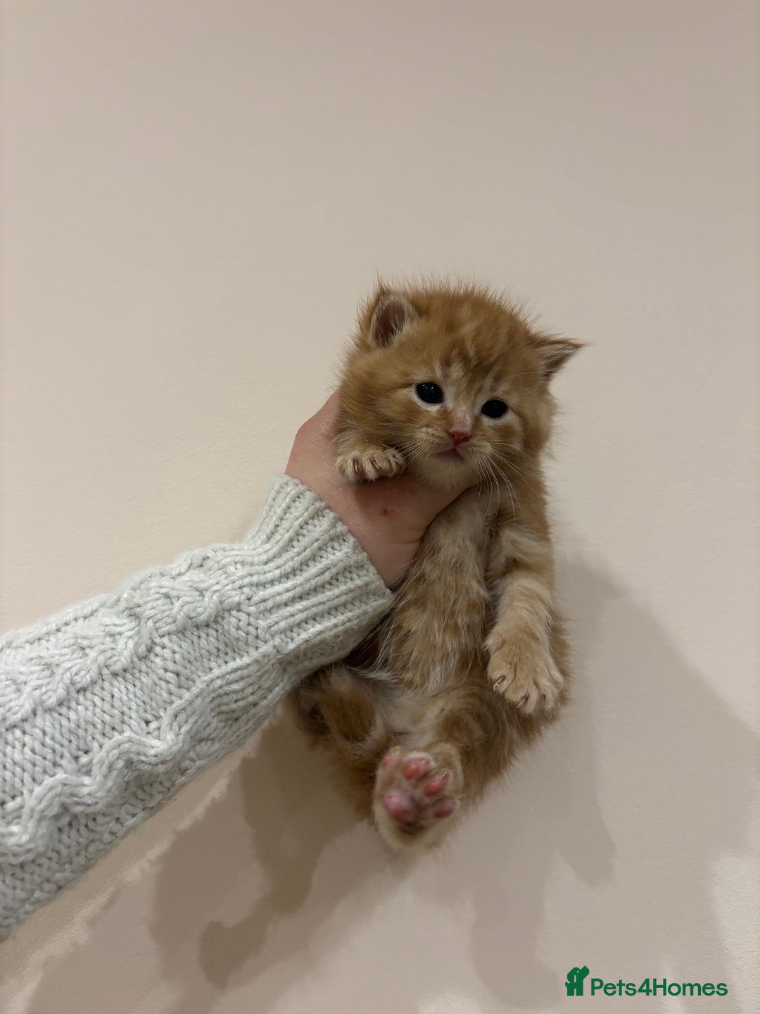 Mixed Breed cats for sale: Gorgeous kittens READY NOW - Image 2