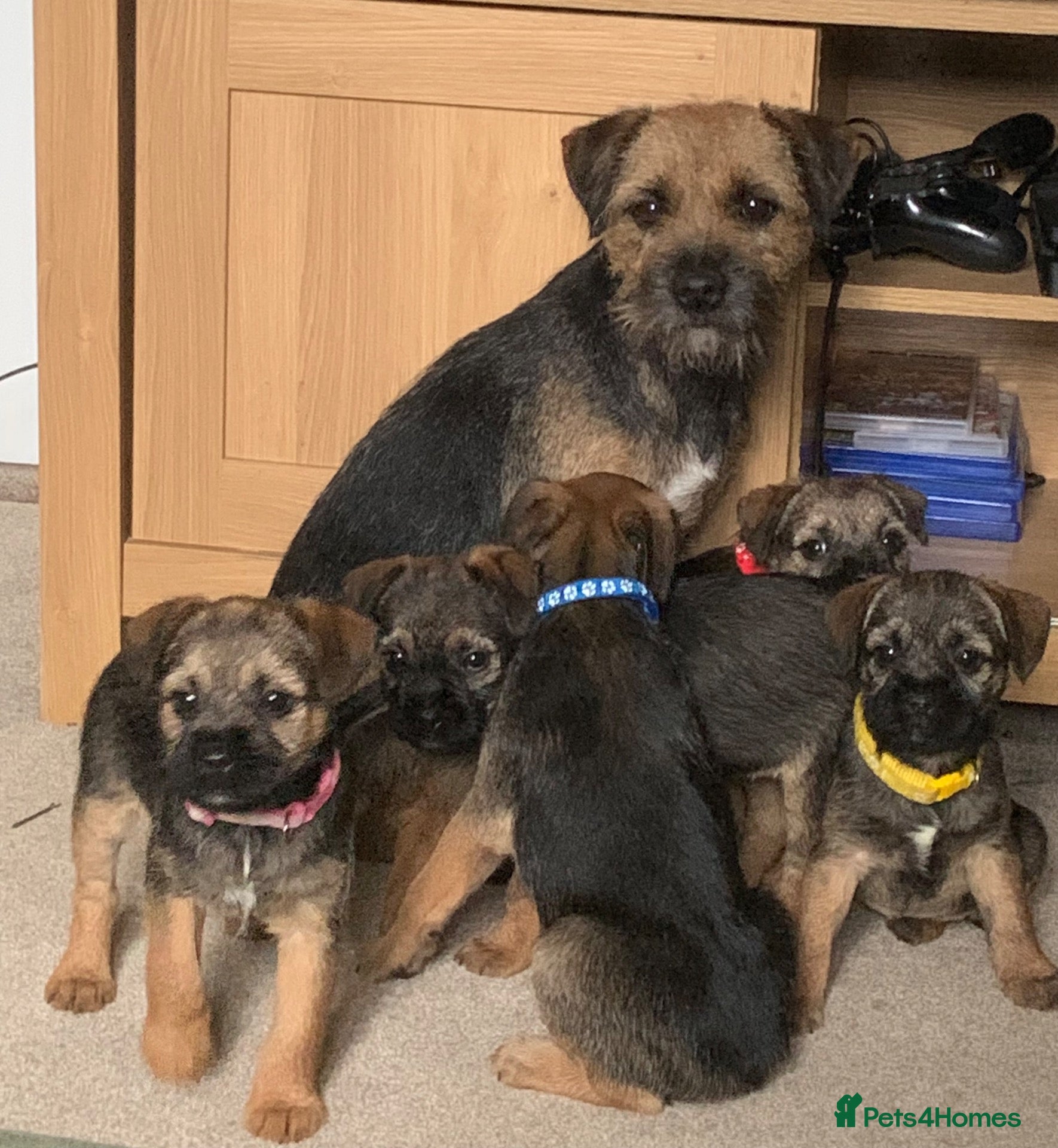 Border Terrier dogs for sale: Healthy Bundles of Border joy  - Advert 2