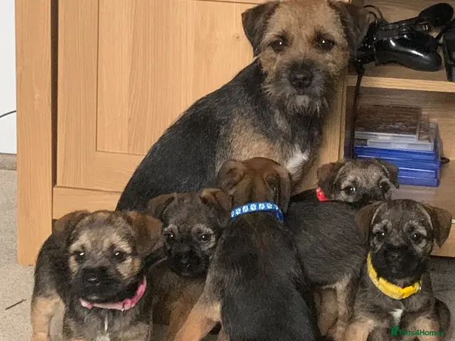Border Terrier dogs for sale: Healthy Bundles of Border joy - Advert 2