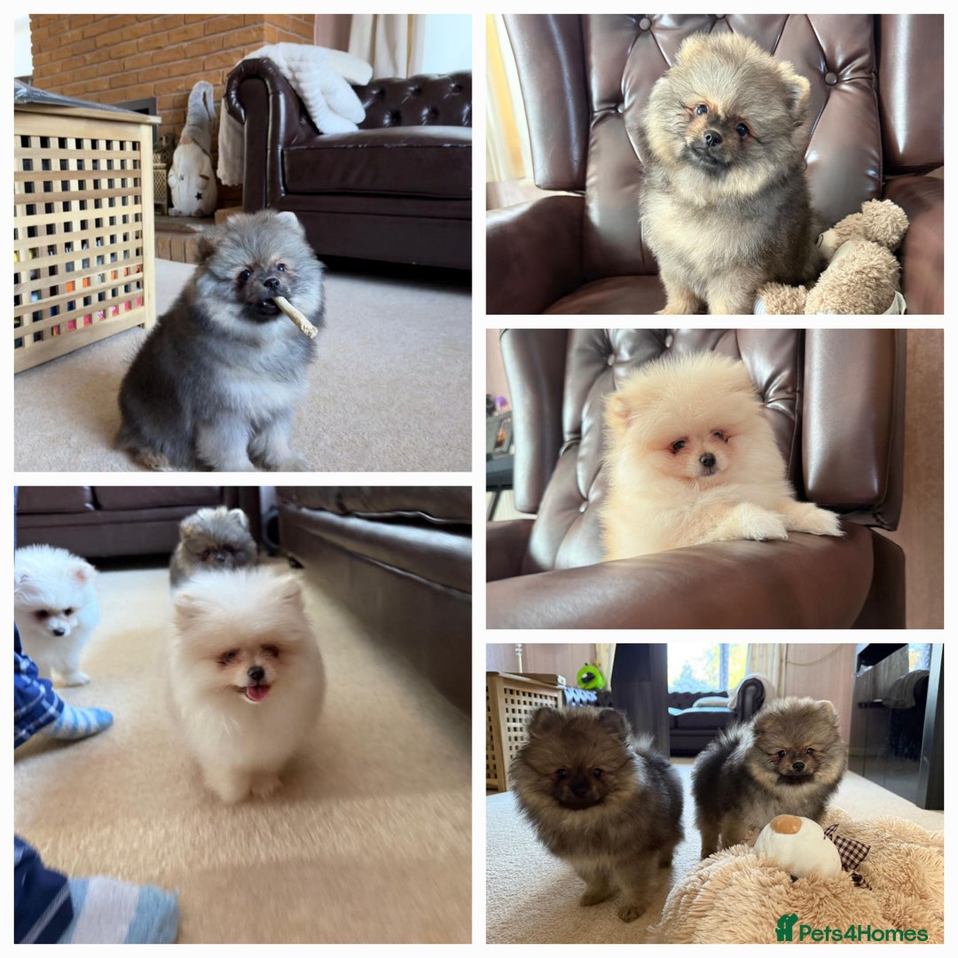 Pomeranian dogs for sale: 10 Week Purebred Pomeranian Champion EU Bloodline  - Advert 1